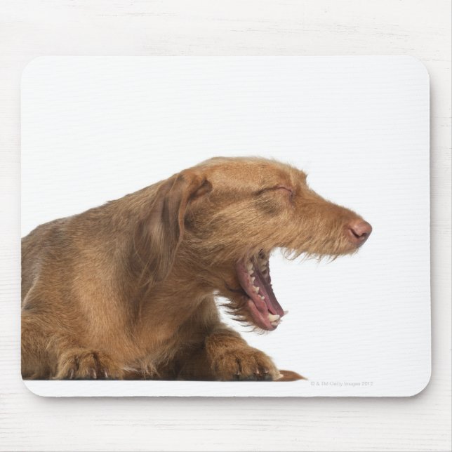 Vizsla-Gähnen vor weißem Untergrund Mousepad (Vorne)