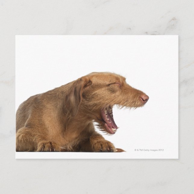 Vizsla-Gähnen vor weißem Untergrund Postkarte (Vorderseite)