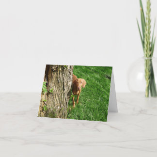 Vizsla Greeting Cards Karte