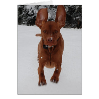 Vizsla - große Ohren