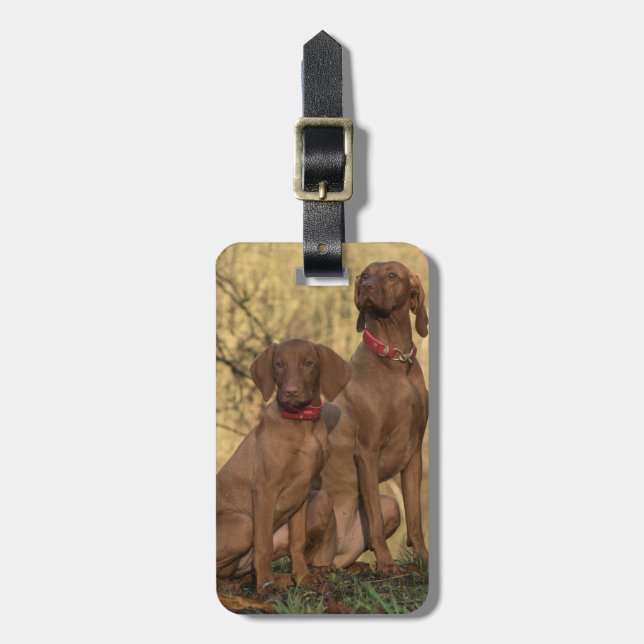 Vizsla Hound Dogs Gepäckanhänger (Vorderseite vertikal)