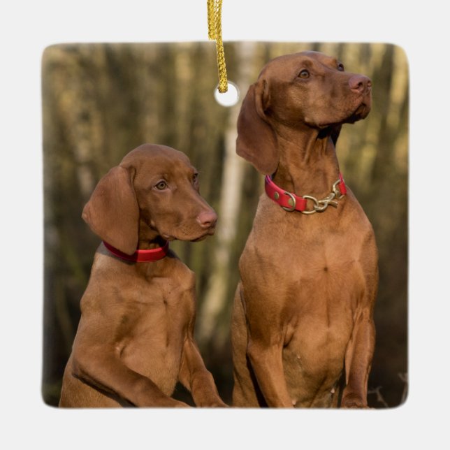 Vizsla Hound Dogs Keramikornament (Vorderseite)