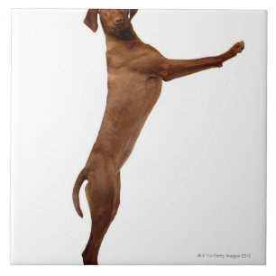 Vizsla Hund Fliese