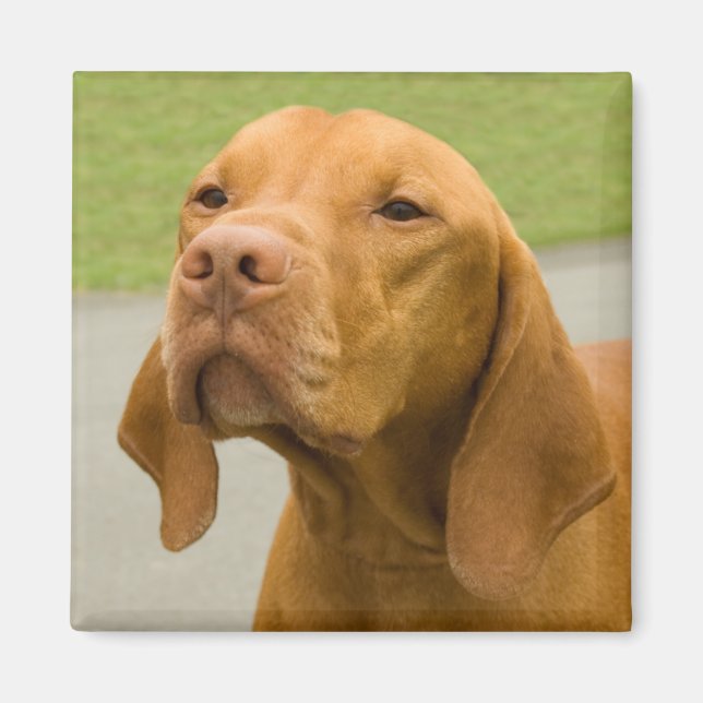 Vizsla Magnet (Vorne)