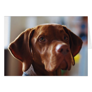 Vizsla - où est ma maman ?