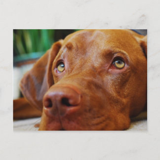 VIZSLA - postcard Postkarte
