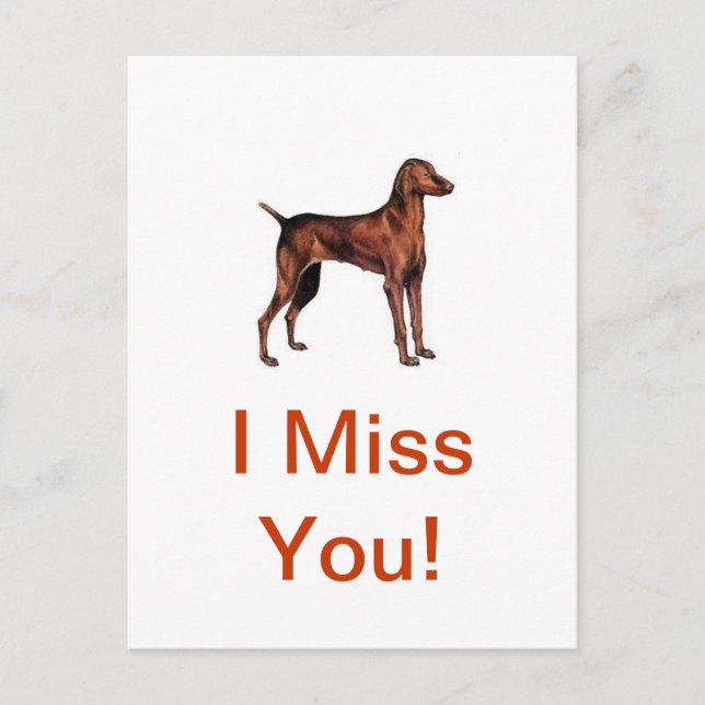 Vizsla Postkarte (Vorderseite)