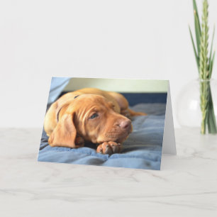 Vizsla Puppy Resting On Its Paw Karte