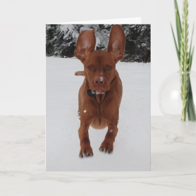 Vizsla - schauen meine Ohren groß? Karte (Vorderseite)