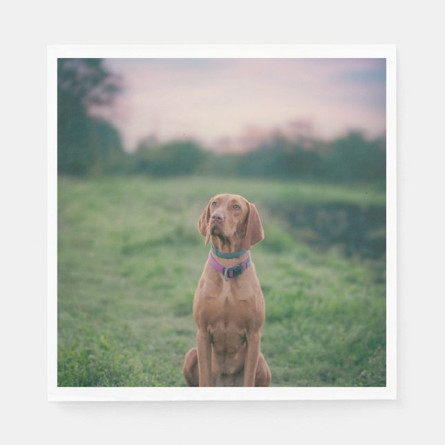 Vizsla sitzend serviette (Vorderseite)