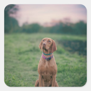 Vizsla-Sitzung Quadratischer Aufkleber