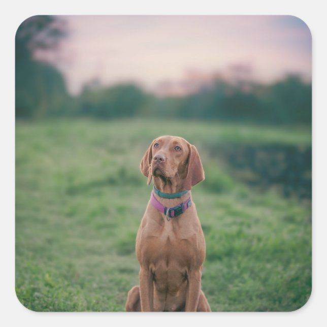 Vizsla-Sitzung Quadratischer Aufkleber (Vorderseite)