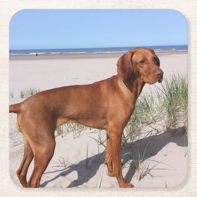 vizsla voll rechteckiger pappuntersetzer (Vorderseite)