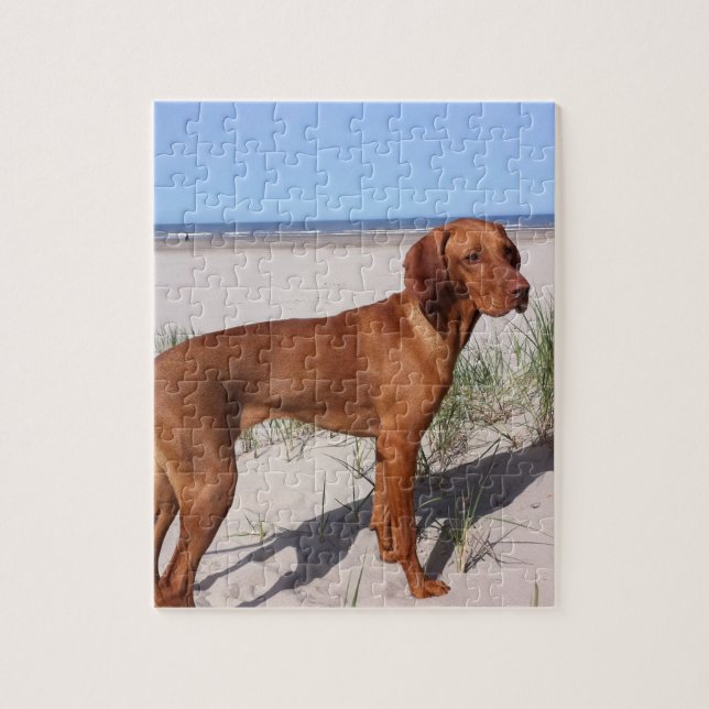 Vizsla Vollbild (Vertikal)