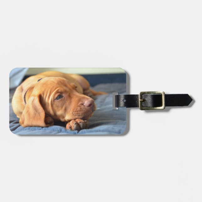 Vizsla Welpe, der auf seiner Tatze stillsteht Gepäckanhänger (Vorderseite horizontal)