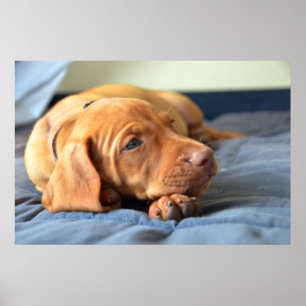 Vizsla Welpe, der auf seiner Tatze stillsteht Poster
