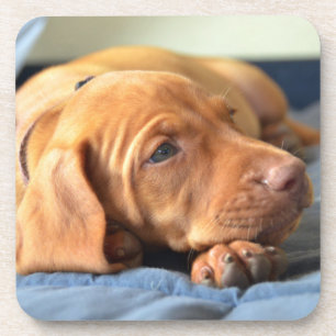 Vizsla Welpe, der auf seiner Tatze stillsteht Untersetzer