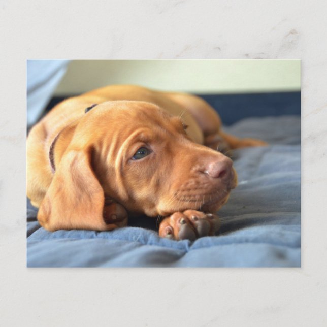 Vizsla Welpe, die auf der Paw Postkarte (Vorderseite)