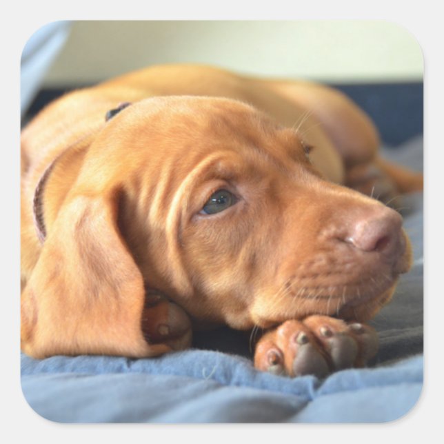 Vizsla Welpe, die auf der Paw Quadratischer Aufkleber (Vorderseite)