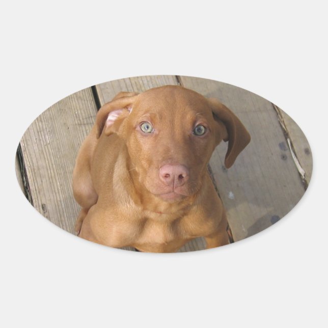 Vizsla Welpe Ovaler Aufkleber (Vorderseite)