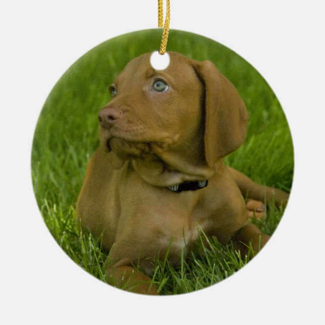 Vizsla Welpe Verzierung Keramikornament (Vorne)