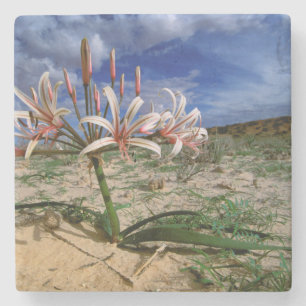 Vlei Lilie (Nerine Laticoma) in Blume Steinuntersetzer