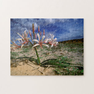 Vlei-Lilie (Nerine Laticoma) in Blüte
