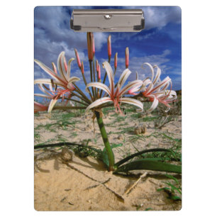 Vlei-Lilie (Nerine Laticoma) in Blüte Klemmbrett