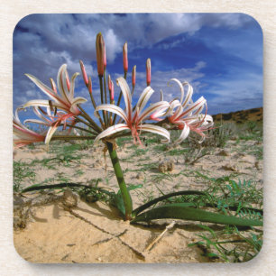 Vlei-Lilie (Nerine Laticoma) in Blüte Untersetzer