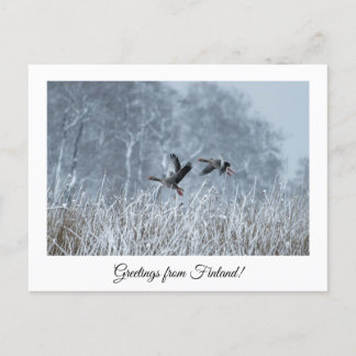 Voeux de Finlande nature souvenir carte postale