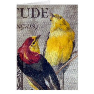 Vögel