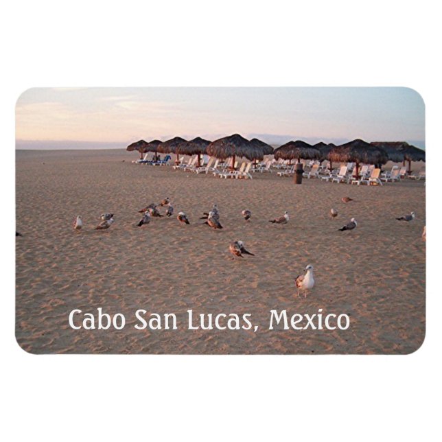 Vögel am Strand in Cabo Magnet (Horizontal)