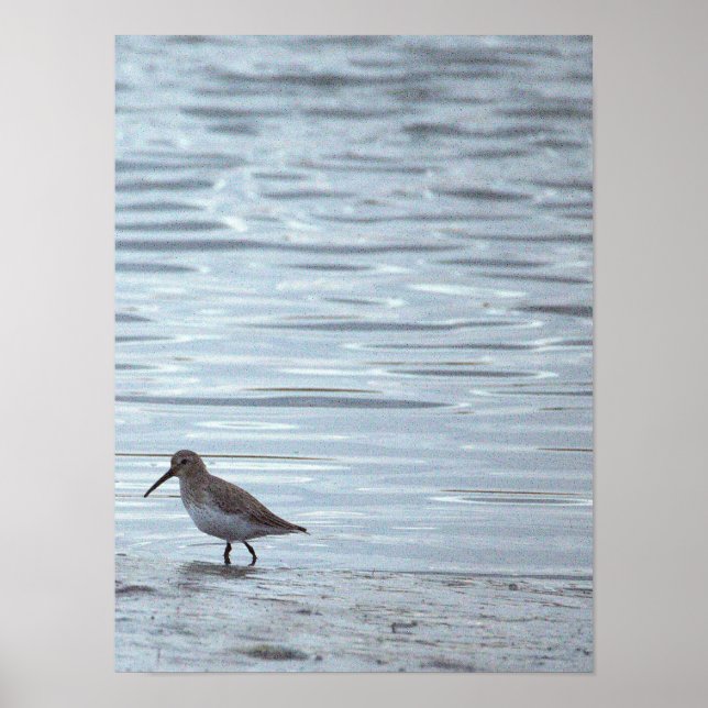 Vogel am Strand Poster (Vorne)