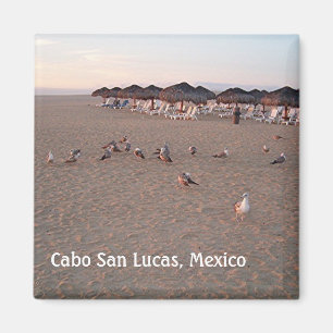 Vögel am Strand von Cabo Magnet