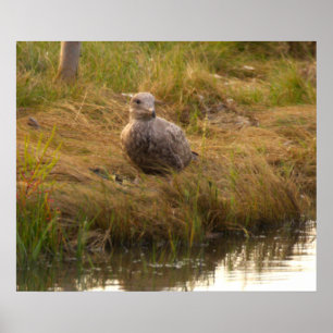 Vogel am Wasserposter Poster