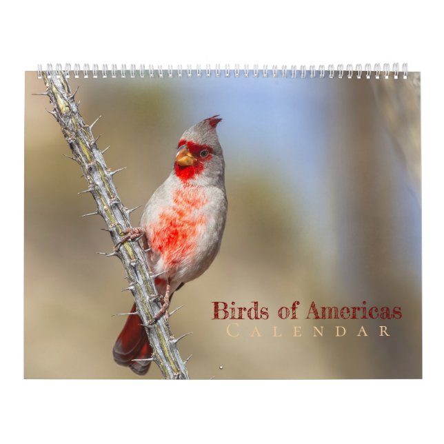 Vögel Amerikas  Kalender (Titelbild)