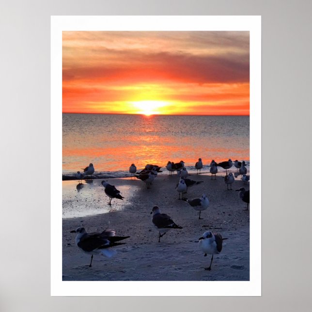 Vögel an der Küste Poster (Vorne)