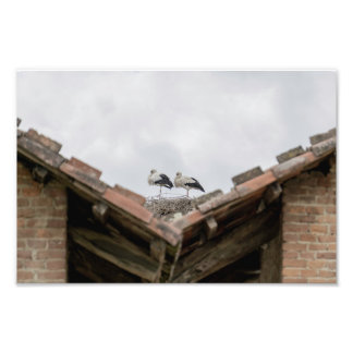 Vögel auf dem Dach Fotodruck