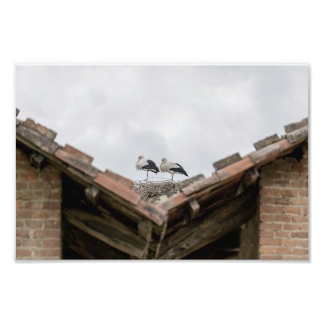 Vögel auf dem Dach Fotodruck (Vorne)