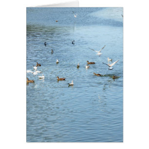 Vögel auf dem Summer River
