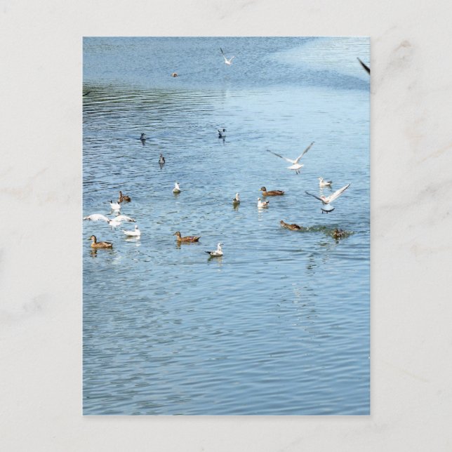Vögel auf dem Summer River Postkarte (Vorderseite)