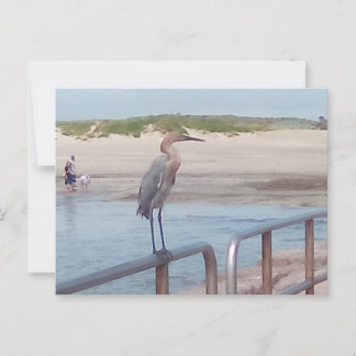 Vogel auf der Landungsbrücke - Corpus Christi, Tex Postkarte