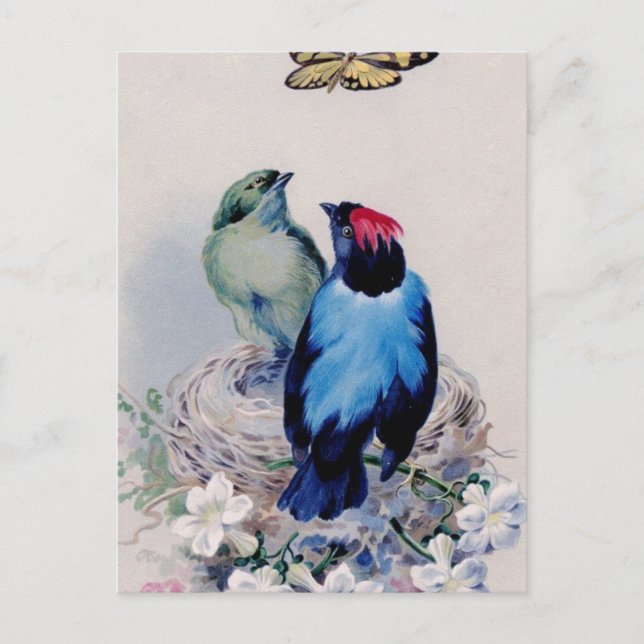 Vögel auf der Postkarte des Nest (Vorderseite)