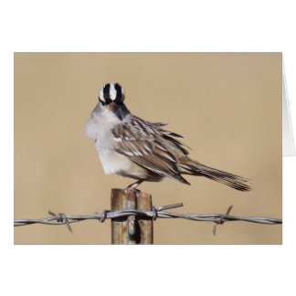 Vogel auf einem Draht
