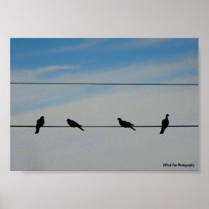 Vögel auf einem Draht Poster