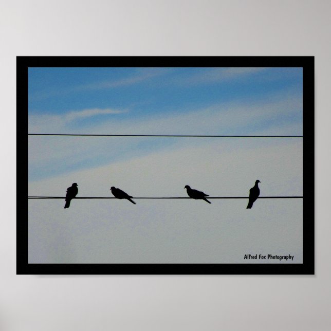 Vögel auf einem Draht Poster (Vorne)