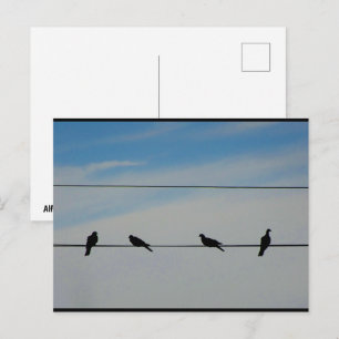 Vögel auf einem Draht Postkarte