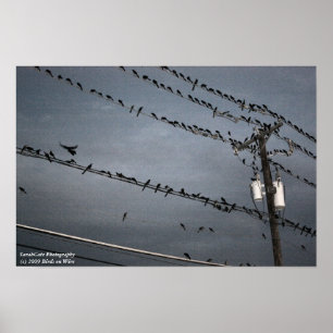 Vögel auf einer Schnur Poster