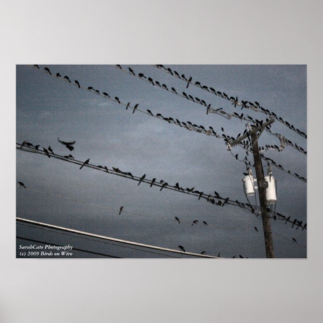 Vögel auf einer Schnur Poster (Vorne)