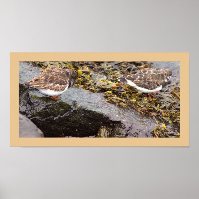 Vögel auf Felsen Foto Poster (Vorne)